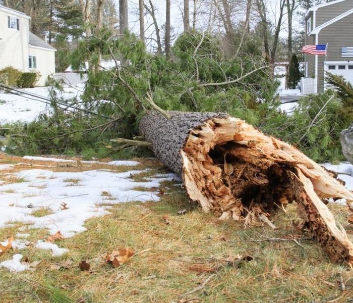Large tree blown over